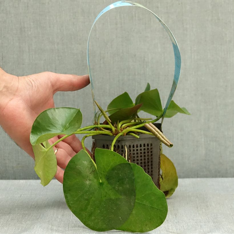 Exemplaar van Nymphaea Albatros - Waterlelie Pot van 1 l/1,5 l zoals geleverd in de zomer