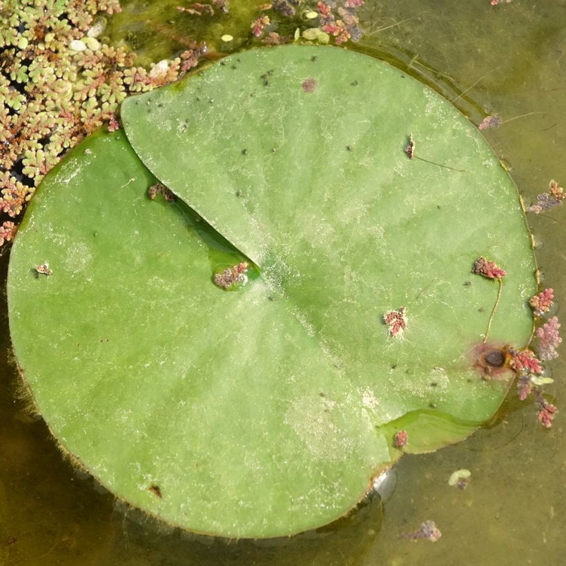 Nymphaea Almost Black - Waterlelie (Blad)