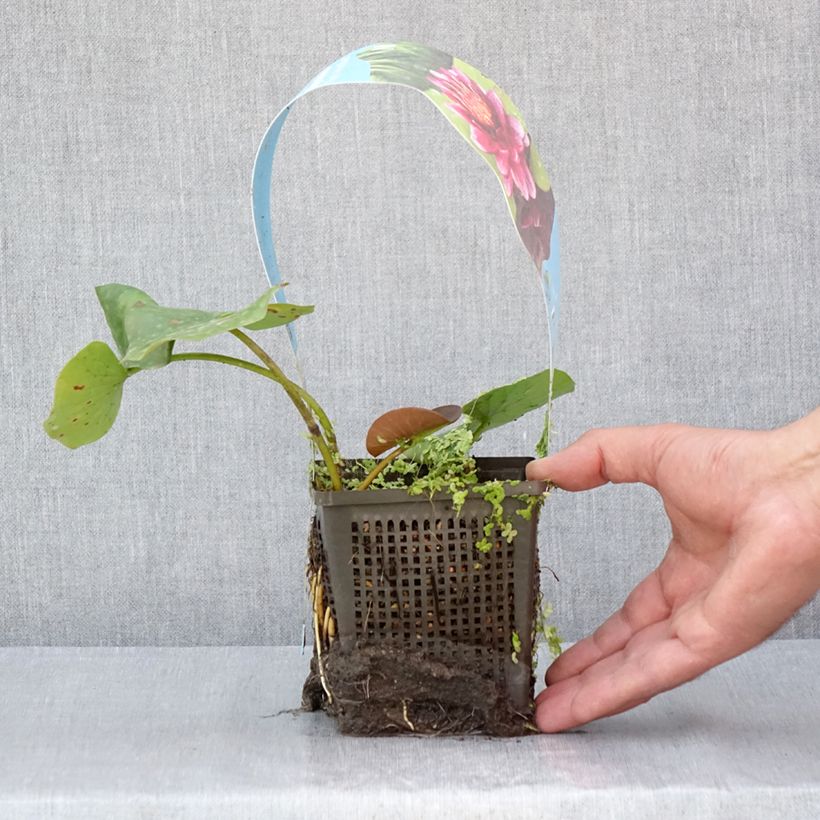 Exemplaar van Nymphaea Almost Black - Waterlelie Pot van 1 l/1,5 l zoals geleverd in de zomer