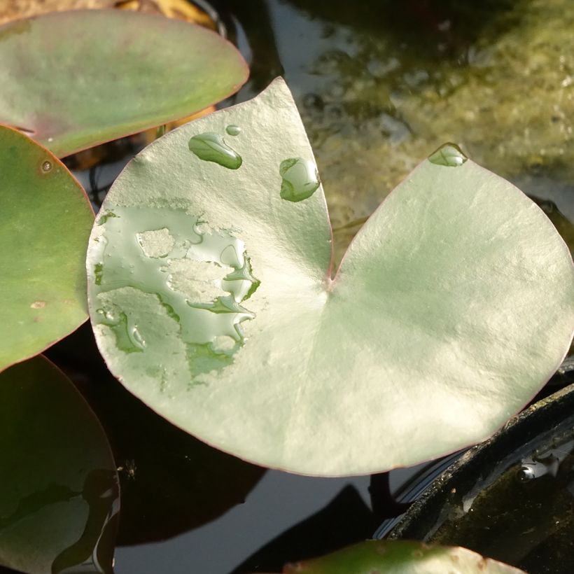 Nymphaea Amabilis - Waterlelie (Blad)