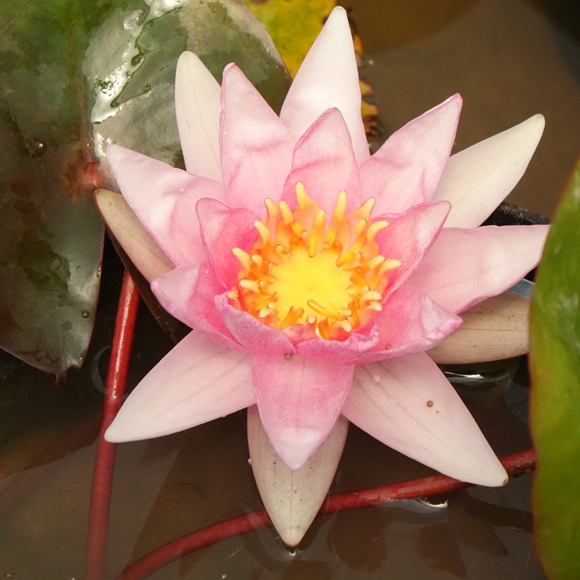 Nymphaea Amabilis - Waterlelie (Bloei)