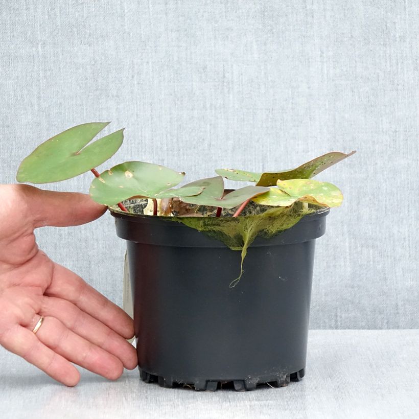 Exemplaar van Nymphaea Amabilis - Waterlelie Pot van 1,5 l/2 l zoals geleverd in de zomer