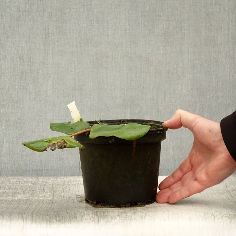 Exemplaar van Nymphaea Amabilis - Waterlelie Pot van 1,5 l/2 l zoals geleverd in de herfst