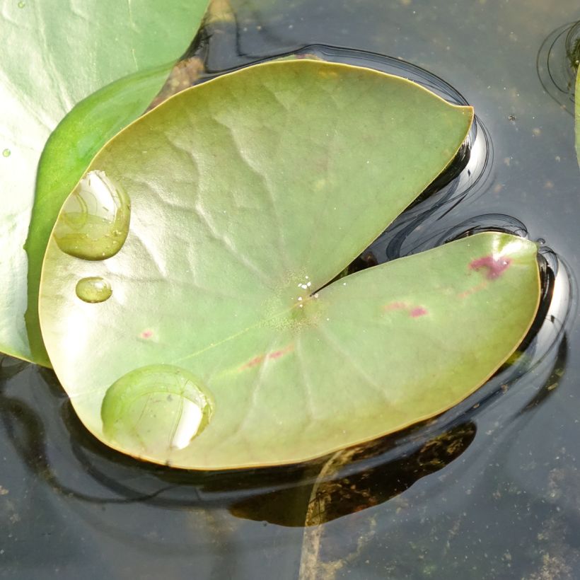 Nymphaea American Star - Waterlelie (Blad)