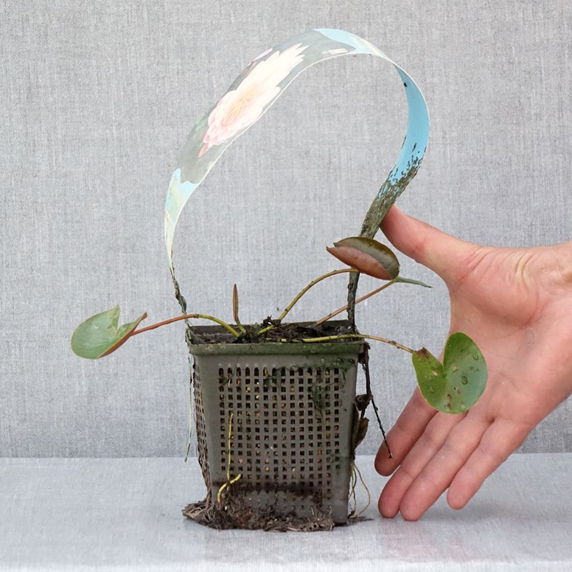 Exemplaar van Nymphaea American Star - Waterlelie Pot van 1 l/1,5 l zoals geleverd in de zomer