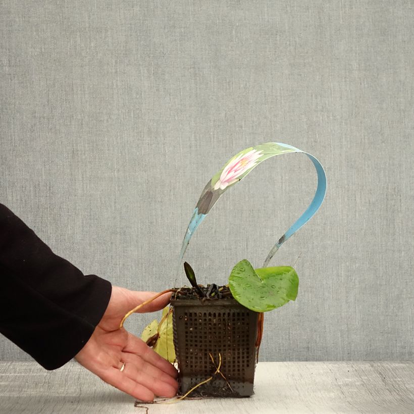 Exemplaar van Nymphaea Attraction - Waterlelie Pot van 1 l/1,5 l zoals geleverd in de herfst