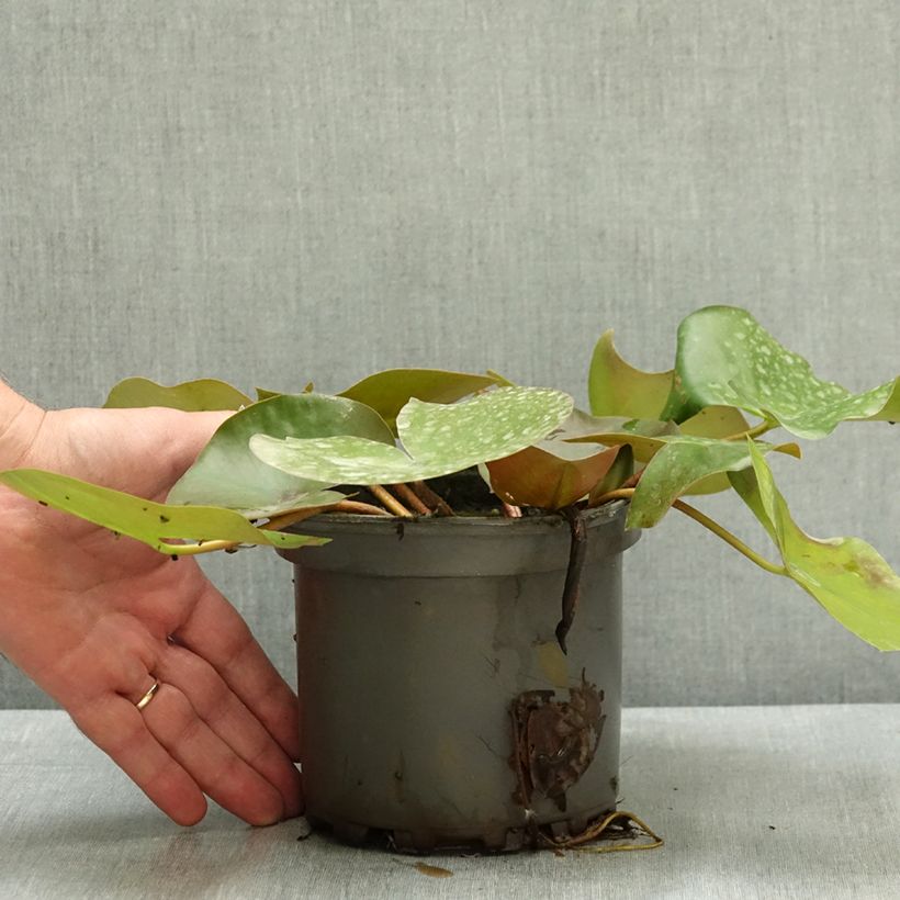 Exemplaar van Nymphaea Barbara Davies - Waterlelie Pot van 1,5 l/2 l zoals geleverd in de zomer