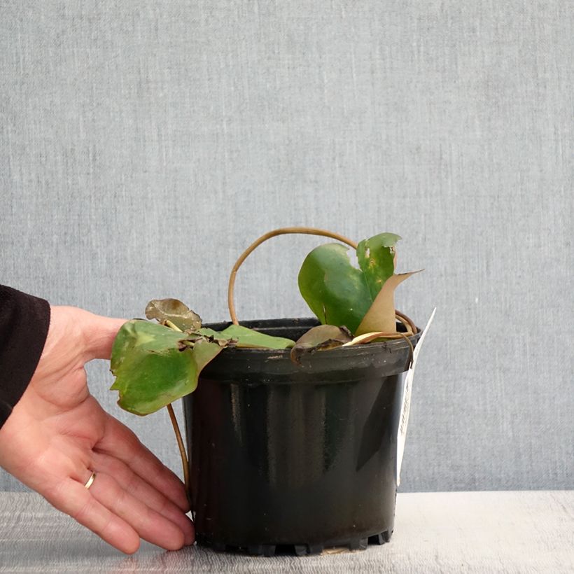 Exemplaar van Nymphaea Bateau - Waterlelie Pot van 1,5 l/2 l zoals geleverd in de lente