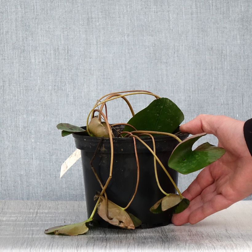 Exemplaar van Nymphaea Berthold - Waterlelie Pot van 1,5 l/2 l zoals geleverd in de lente