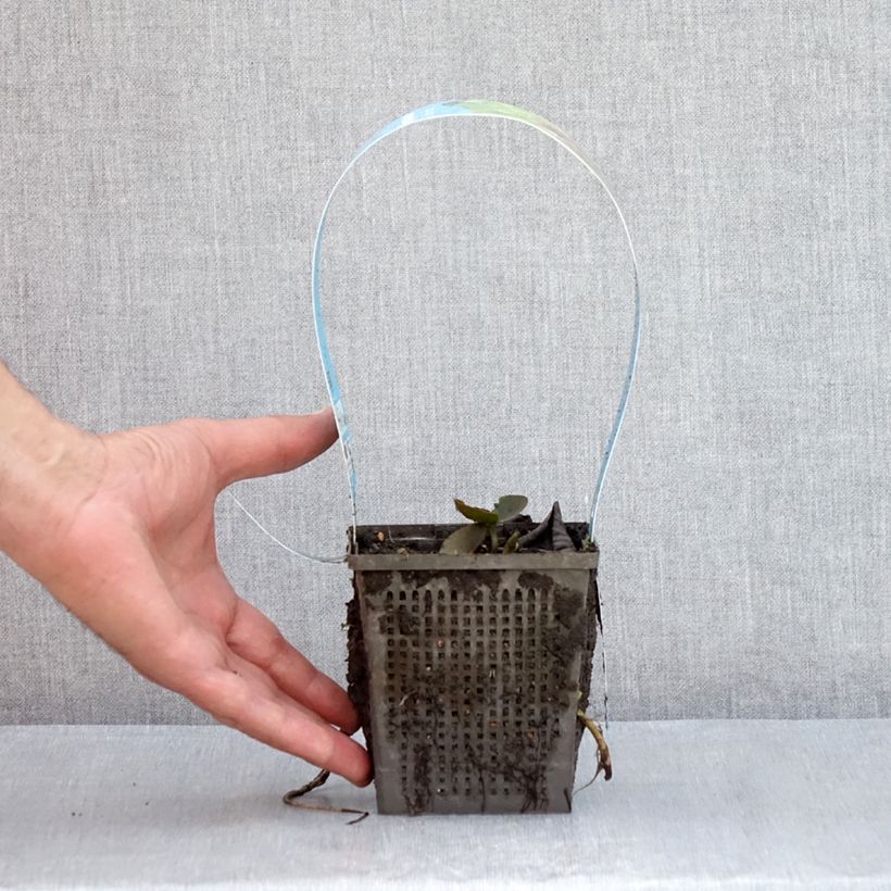 Exemplaar van Nymphaea Black Princess - Waterlelie Pot van 1 l/1,5 l zoals geleverd in de zomer