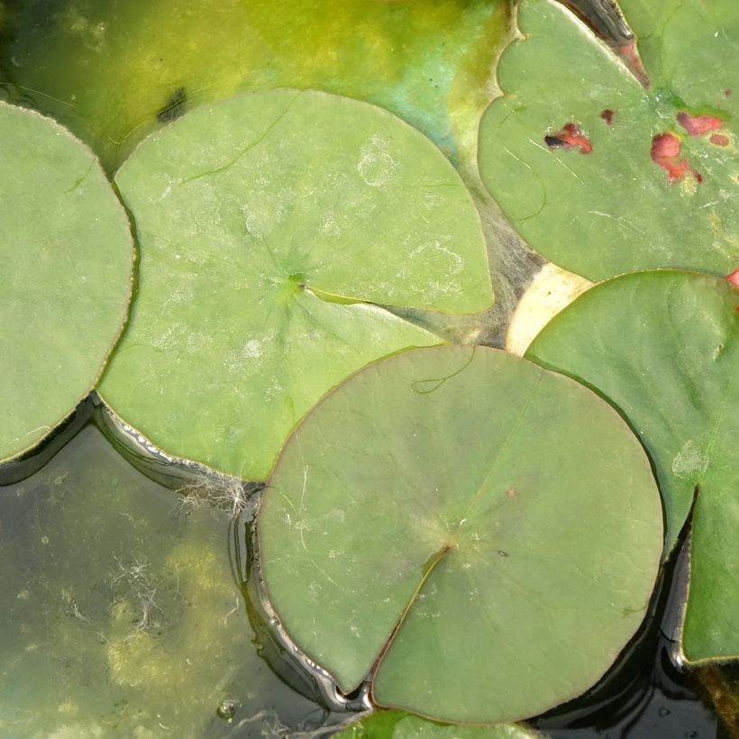 Nymphaea Burgundy Princess - Waterlelie (Blad)