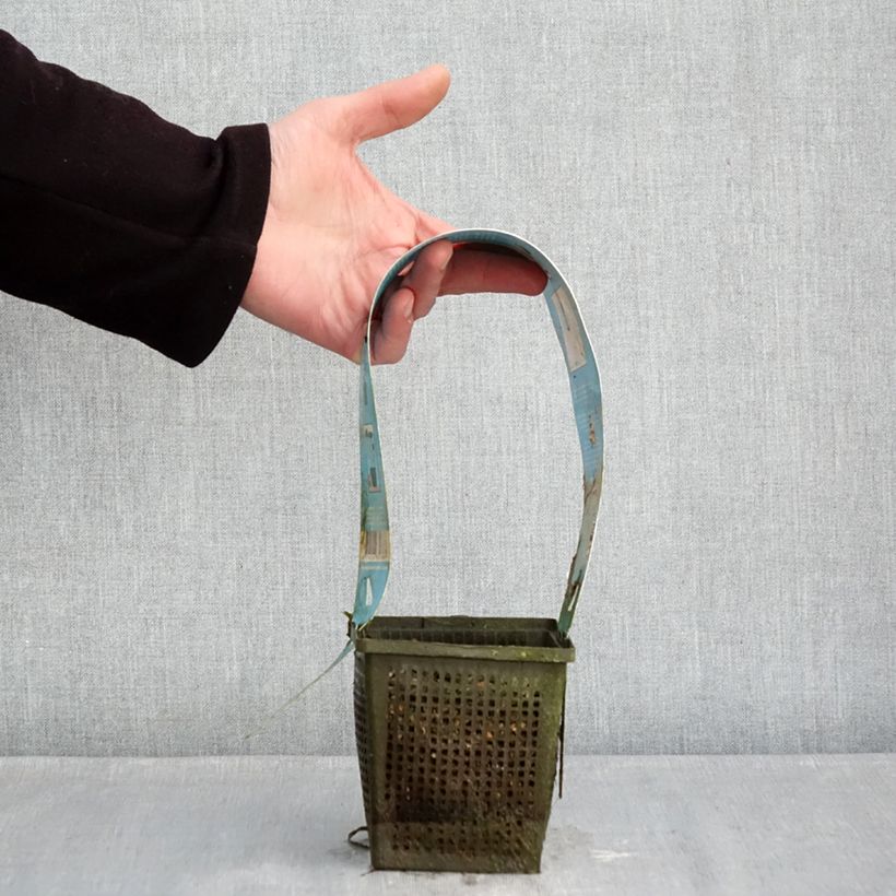 Exemplaar van Nymphaea Burgundy Princess - Waterlelie Pot van 1 l/1,5 l zoals geleverd in de winter