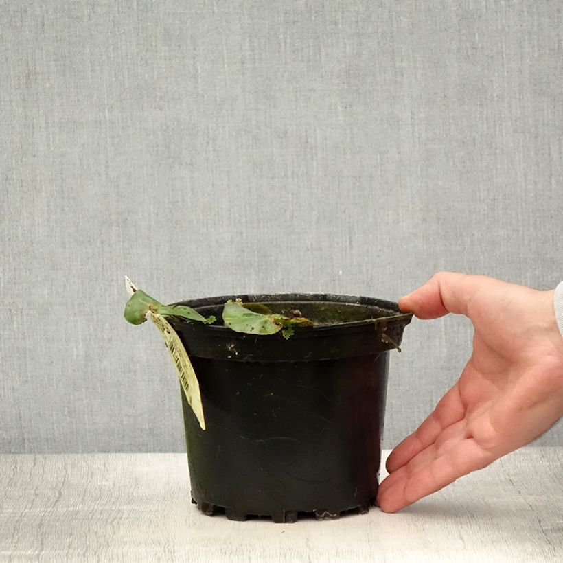Exemplaar van Nymphaea candida - Kleine witte waterlelie Pot van 1,5 l/2 l zoals geleverd in de zomer
