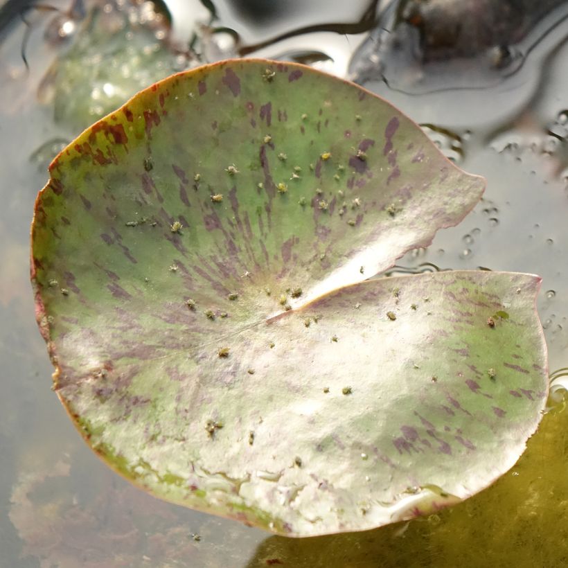 Nymphaea Carolina Sunset - Waterlelie (Blad)