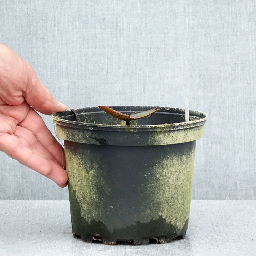 Exemplaar van Nymphaea Carolina Sunset - Waterlelie Pot van 1,5 l/2 l zoals geleverd in de zomer