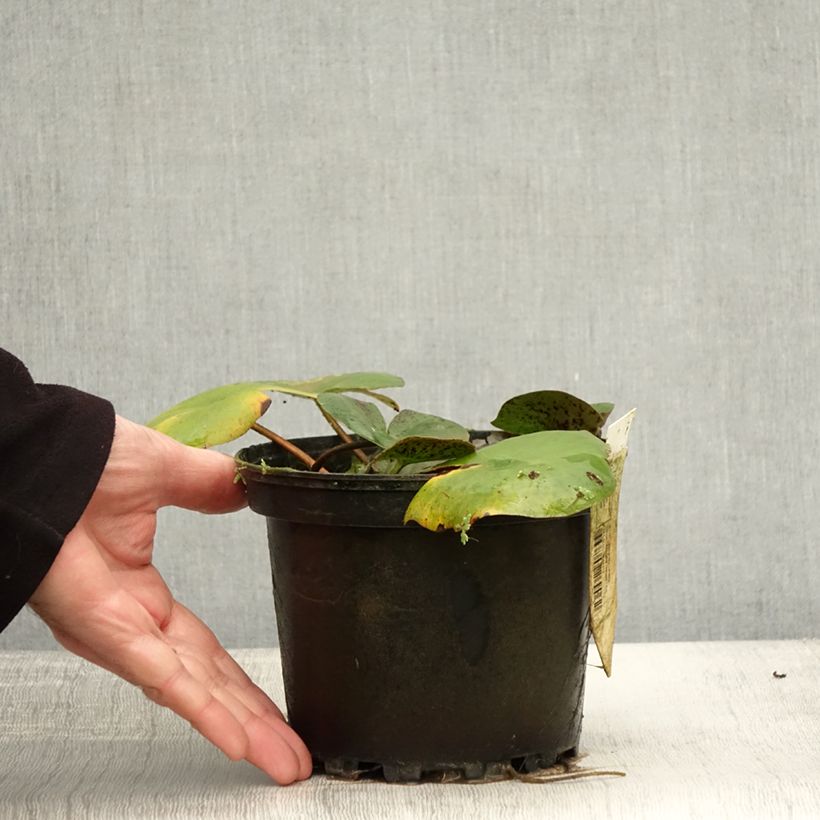 Exemplaar van Nymphaea Carolina Sunset - Waterlelie Pot van 1,5 l/2 l zoals geleverd in de herfst