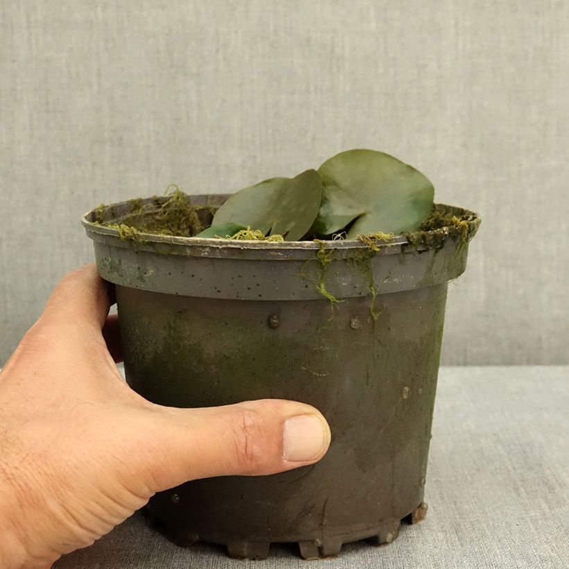 Exemplaar van Nymphaea Celebration - Waterlelie Pot van 1,5 l/2 l zoals geleverd in de zomer