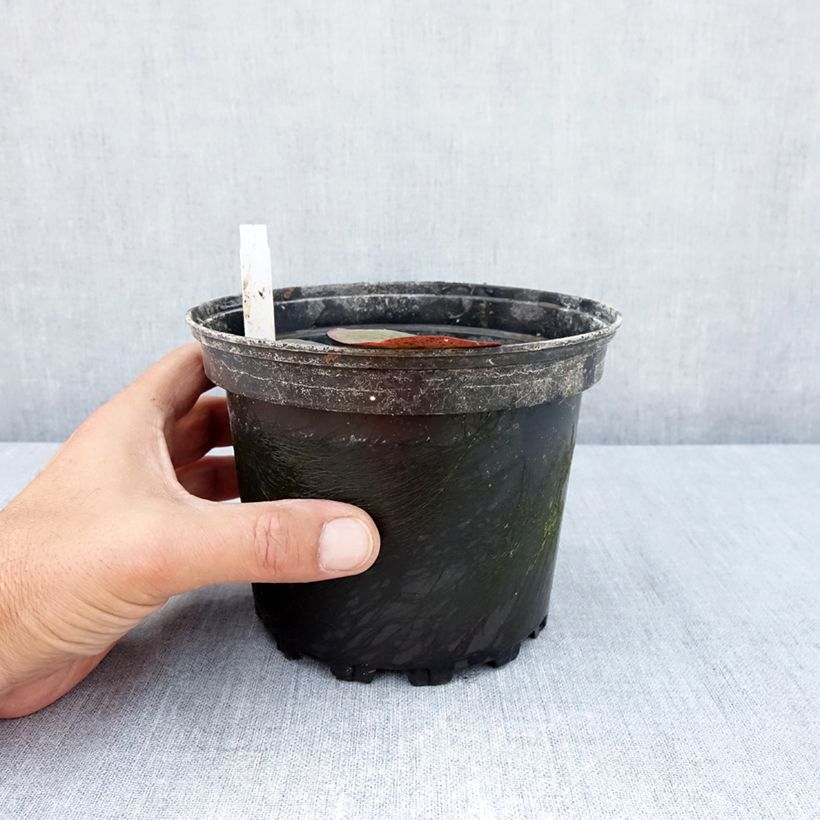 Exemplaar van Nymphaea Charlene Strawn - Waterlelie Pot van 1,5 l/2 l zoals geleverd in de zomer