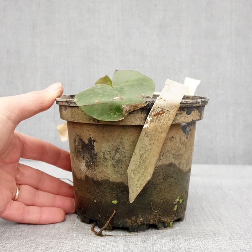 Exemplaar van Nymphaea Charlene Strawn - Waterlelie Pot van 1,5 l/2 l zoals geleverd in de winter