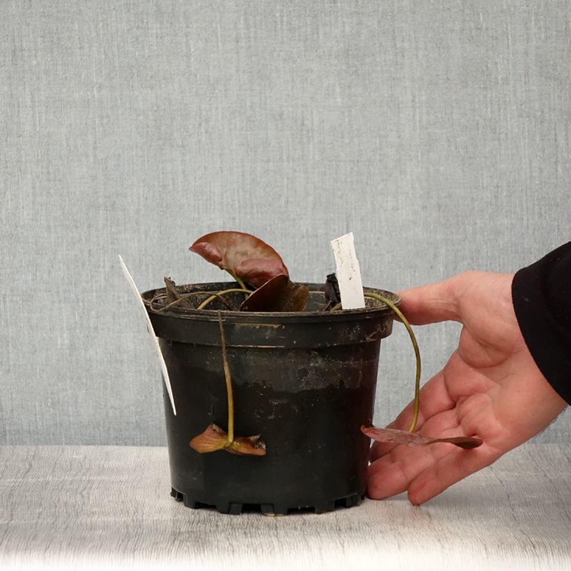 Exemplaar van Nymphaea Charlene Strawn - Waterlelie Pot van 1,5 l/2 l zoals geleverd in de lente