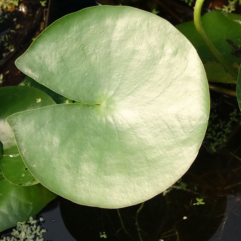 Nymphaea Charles de Meurville - Waterlelie (Blad)