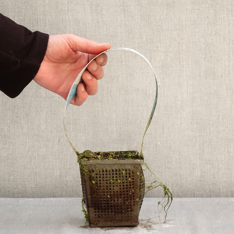 Exemplaar van Nymphaea Charles de Meurville - Waterlelie Pot van 1 l/1,5 l zoals geleverd in de winter