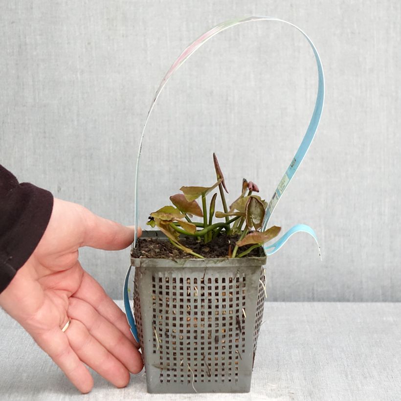 Exemplaar van Nymphaea Charles de Meurville - Waterlelie Pot van 1 l/1,5 l zoals geleverd in de lente