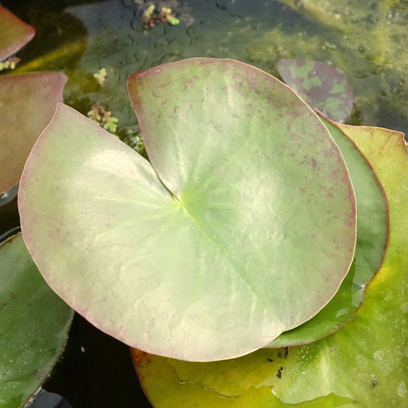 Nymphaea Clyde Ikins - Waterlelie (Blad)