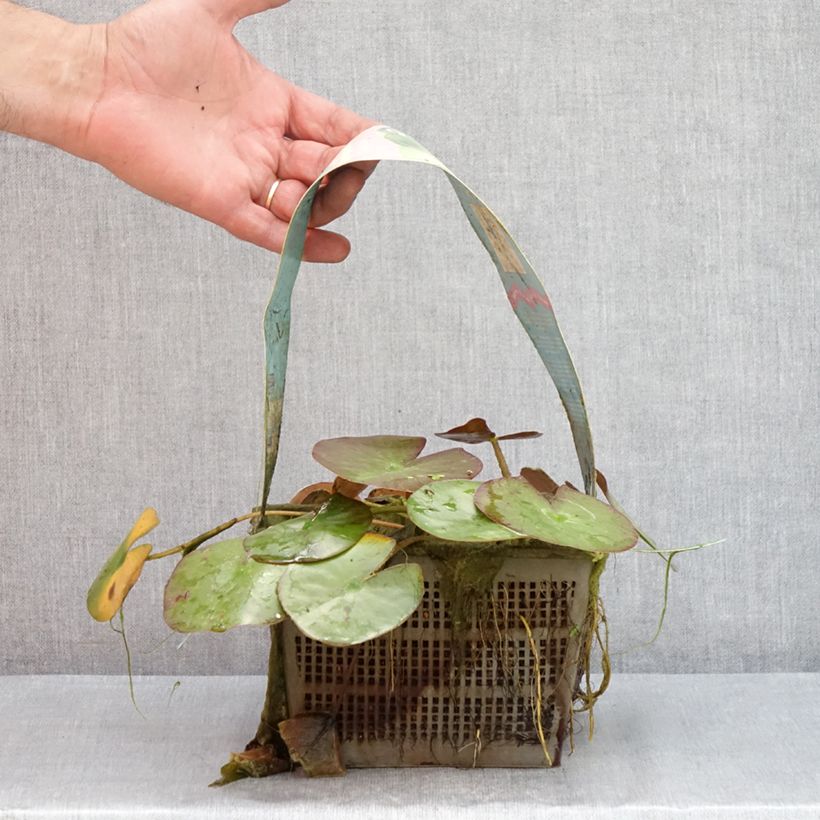 Exemplaar van Nymphaea Clyde Ikins - Waterlelie Pot van 3 l/4 l zoals geleverd in de zomer