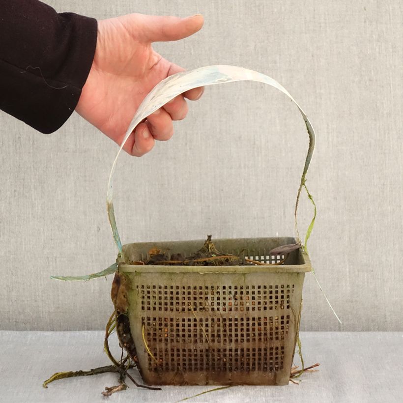 Exemplaar van Nymphaea Clyde Ikins - Waterlelie Pot van 3 l/4 l zoals geleverd in de winter