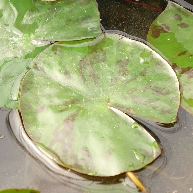 Nymphaea Colorado - Waterlelie (Blad)