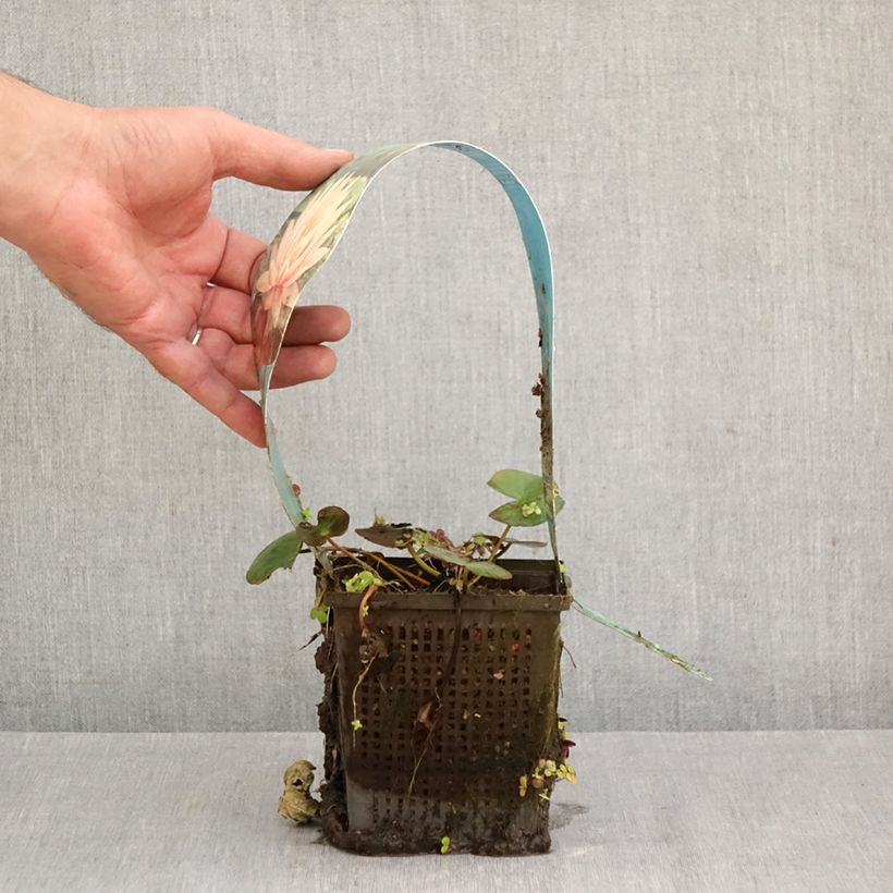Exemplaar van Nymphaea Colorado - Waterlelie Pot van 1 l/1,5 l zoals geleverd in de herfst