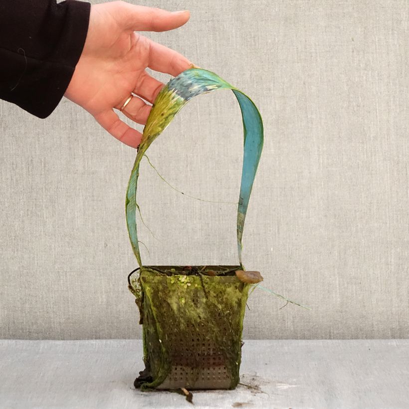 Exemplaar van Nymphaea Colorado - Waterlelie Pot van 1 l/1,5 l zoals geleverd in de winter