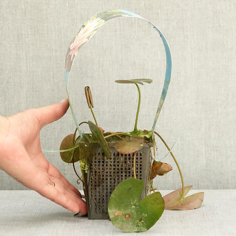Exemplaar van Nymphaea Colorado - Waterlelie Pot van 1 l/1,5 l zoals geleverd in de lente