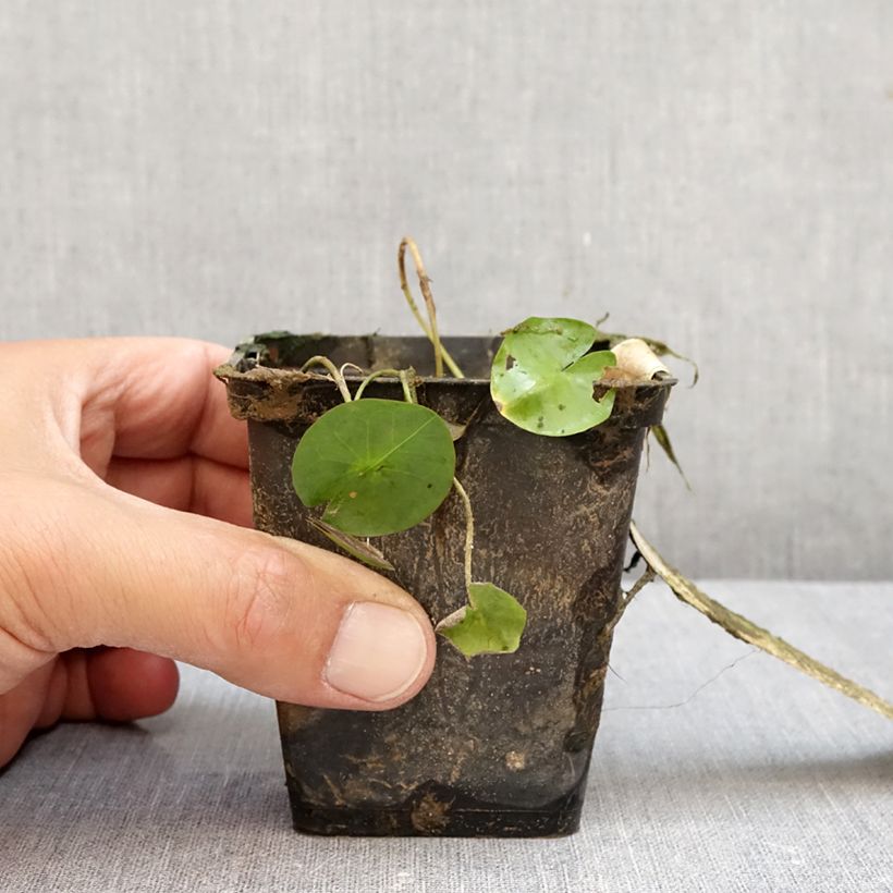 Exemplaar van Nymphaea colorata - Waterlelie Pot van 1,5 l/2 l zoals geleverd in de herfst