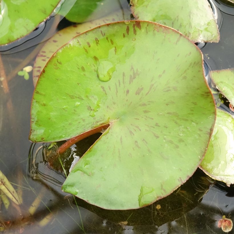Nymphaea Comanche - Waterlelie (Blad)