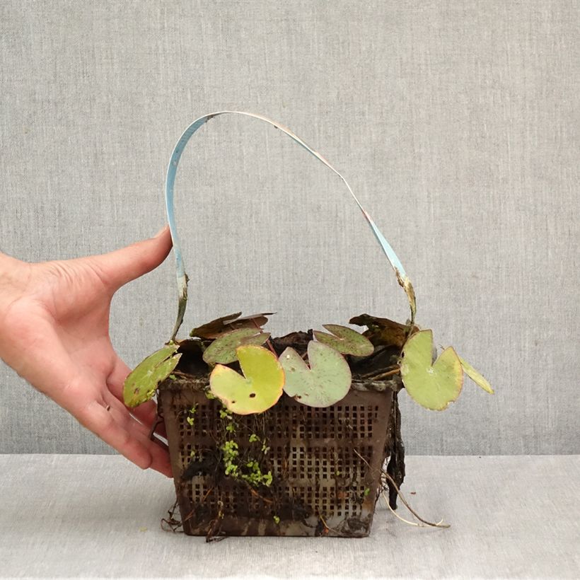 Exemplaar van Nymphaea Comanche - Waterlelie Pot van 3 l/4 l zoals geleverd in de herfst