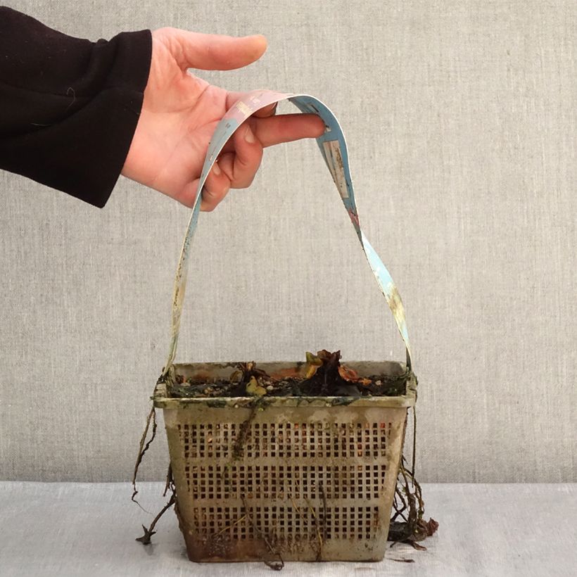 Exemplaar van Nymphaea Comanche - Waterlelie Pot van 3 l/4 l zoals geleverd in de winter