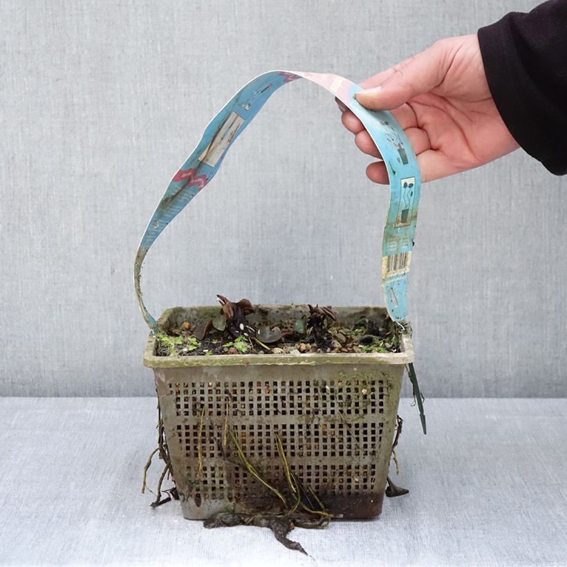 Exemplaar van Nymphaea Comanche - Waterlelie Pot van 3 l/4 l zoals geleverd in de lente