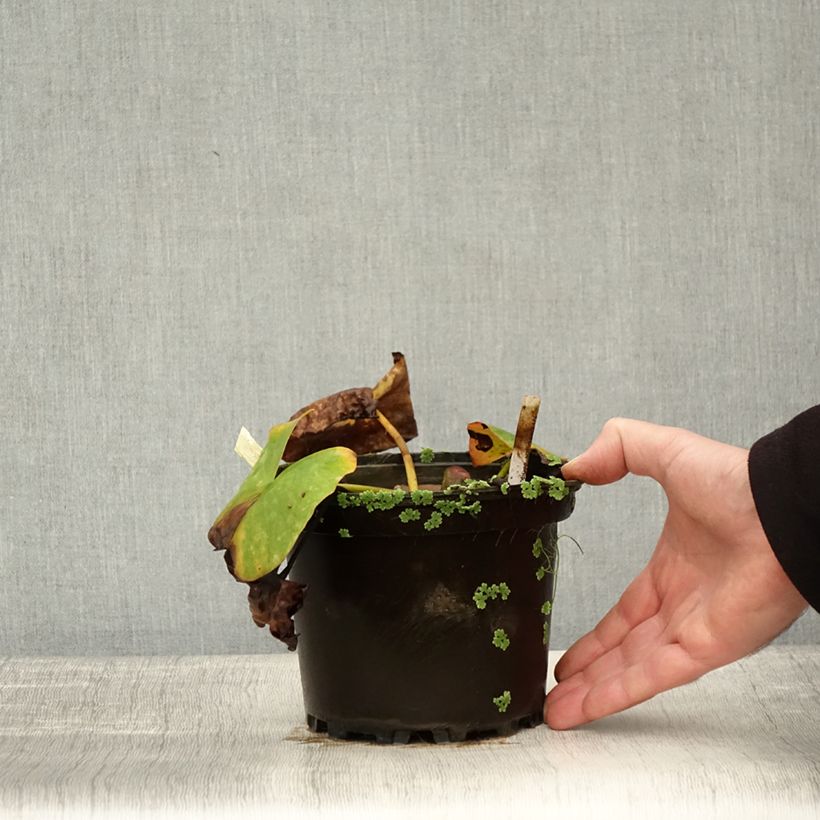 Exemplaar van Nymphaea Conqueror - Waterlelie Pot van 1,5 l/2 l zoals geleverd in de herfst