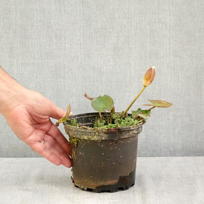 Exemplaar van Nymphaea Cynthia Ann - Waterlelie Pot van 1,5 l/2 l zoals geleverd in de zomer