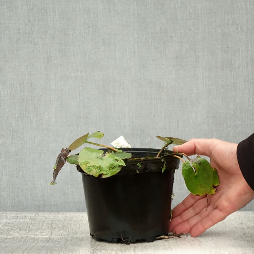 Exemplaar van Nymphaea Cynthia Ann - Waterlelie Pot van 1,5 l/2 l zoals geleverd in de herfst