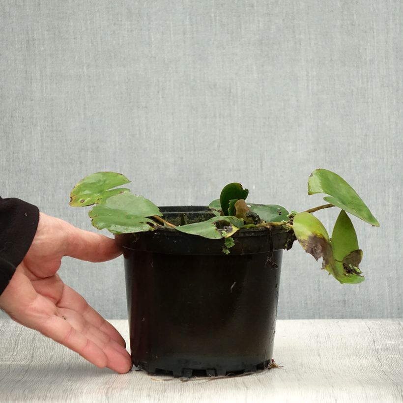 Exemplaar van Nymphaea Dahlia - Waterlelie Pot van 1,5 l/2 l zoals geleverd in de herfst