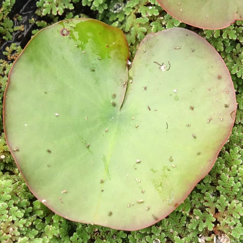 Nymphaea Dahlia - Waterlelie (Blad)