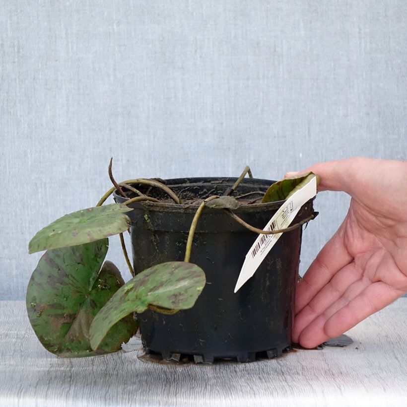 Exemplaar van Nymphaea Darwin - Waterlelie Pot van 1,5 l/2 l zoals geleverd in de lente