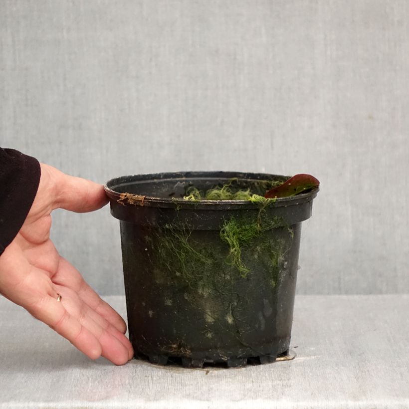 Exemplaar van Nymphaea Darwin - Waterlelie Pot van 1,5 l/2 l zoals geleverd in de herfst