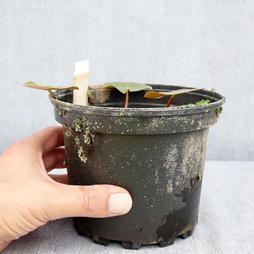 Exemplaar van Nymphaea Darwin - Waterlelie Pot van 1,5 l/2 l zoals geleverd in de zomer