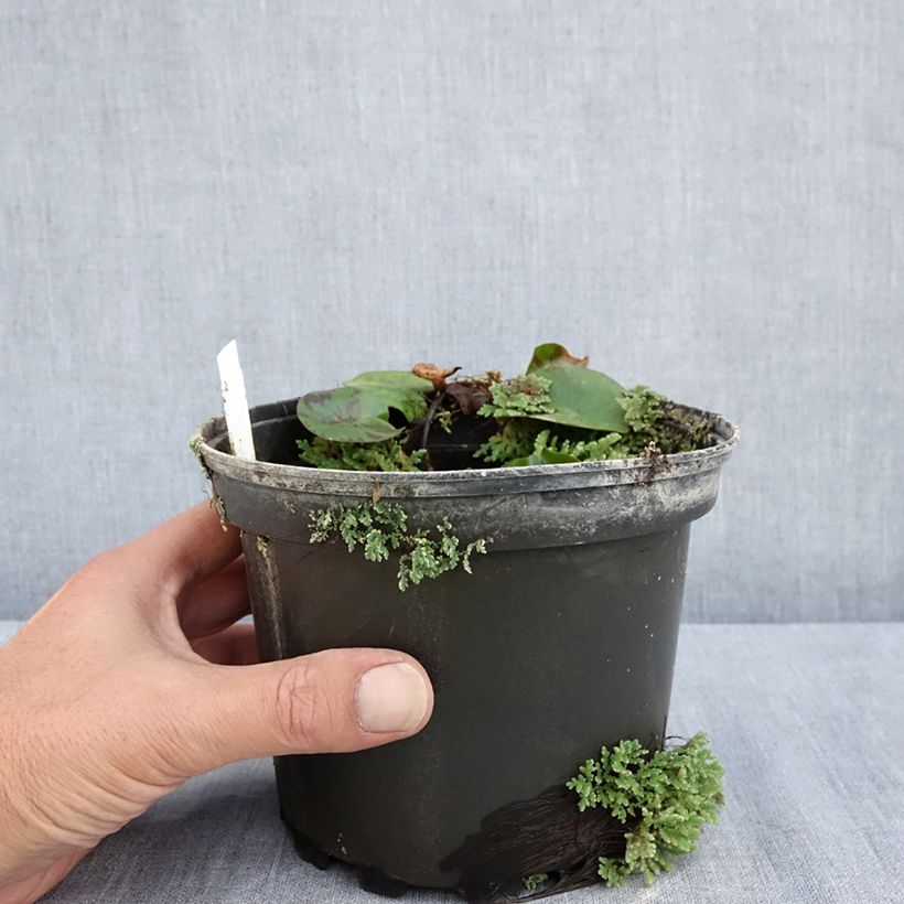 Exemplaar van Nymphaea Denver - Waterlelie Pot van 1,5 l/2 l zoals geleverd in de zomer