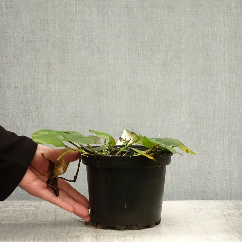 Exemplaar van Nymphaea Denver - Waterlelie Pot van 1,5 l/2 l zoals geleverd in de herfst