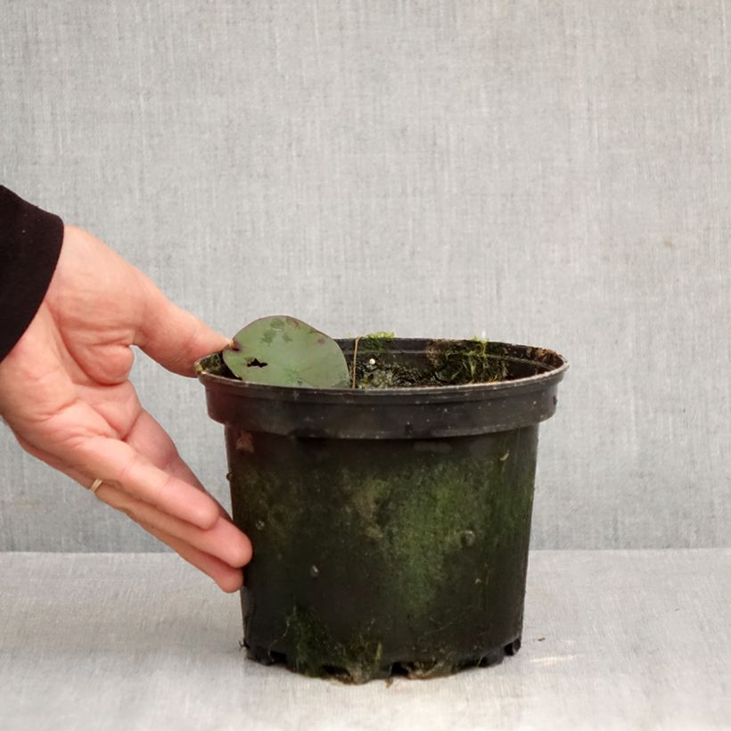Exemplaar van Nymphaea Double Yellow - Waterlelie Pot van 1,5 l/2 l zoals geleverd in de herfst